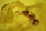 Two Detailed Fossil Ants (Formicidae) In Baltic Amber #128325-3